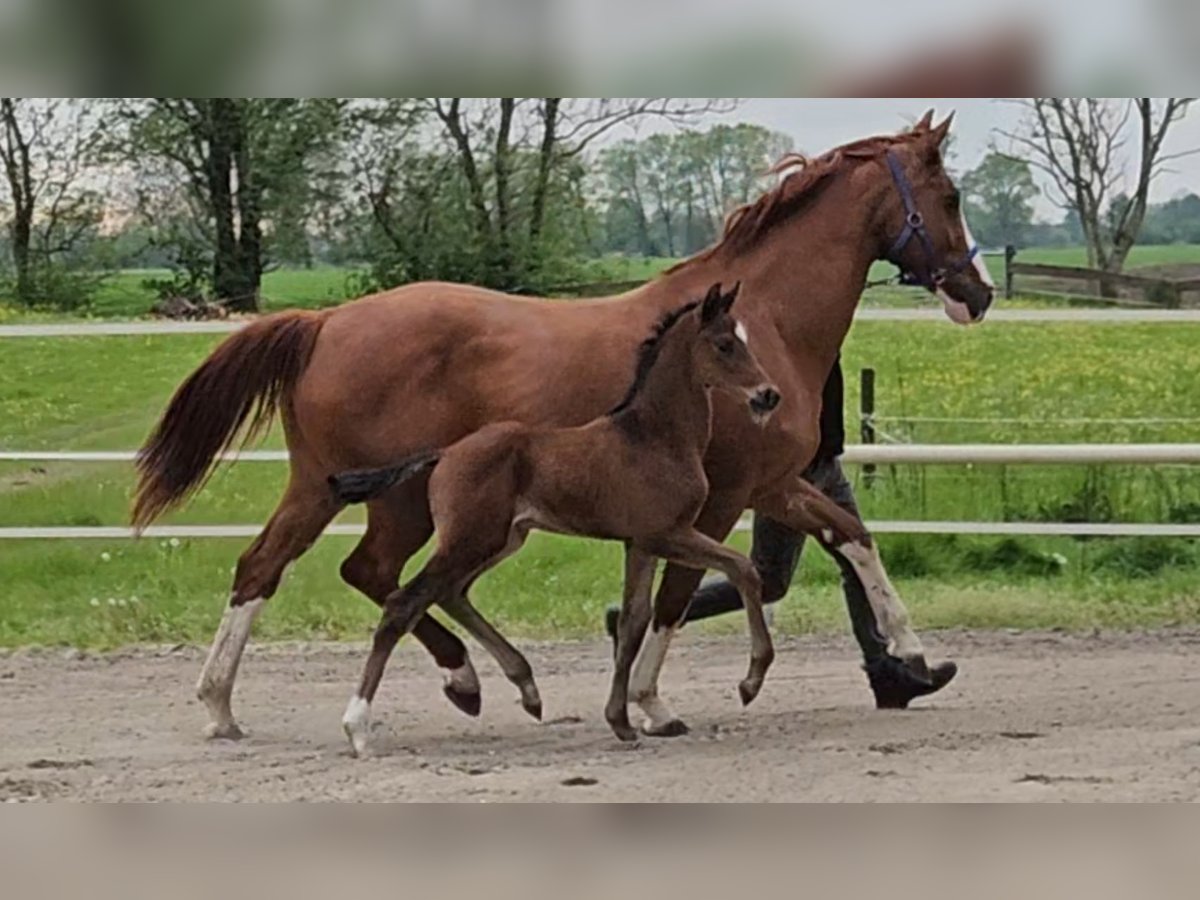 Hanovrien Étalon Poulain (04/2024) 169 cm Bai in Bülkau