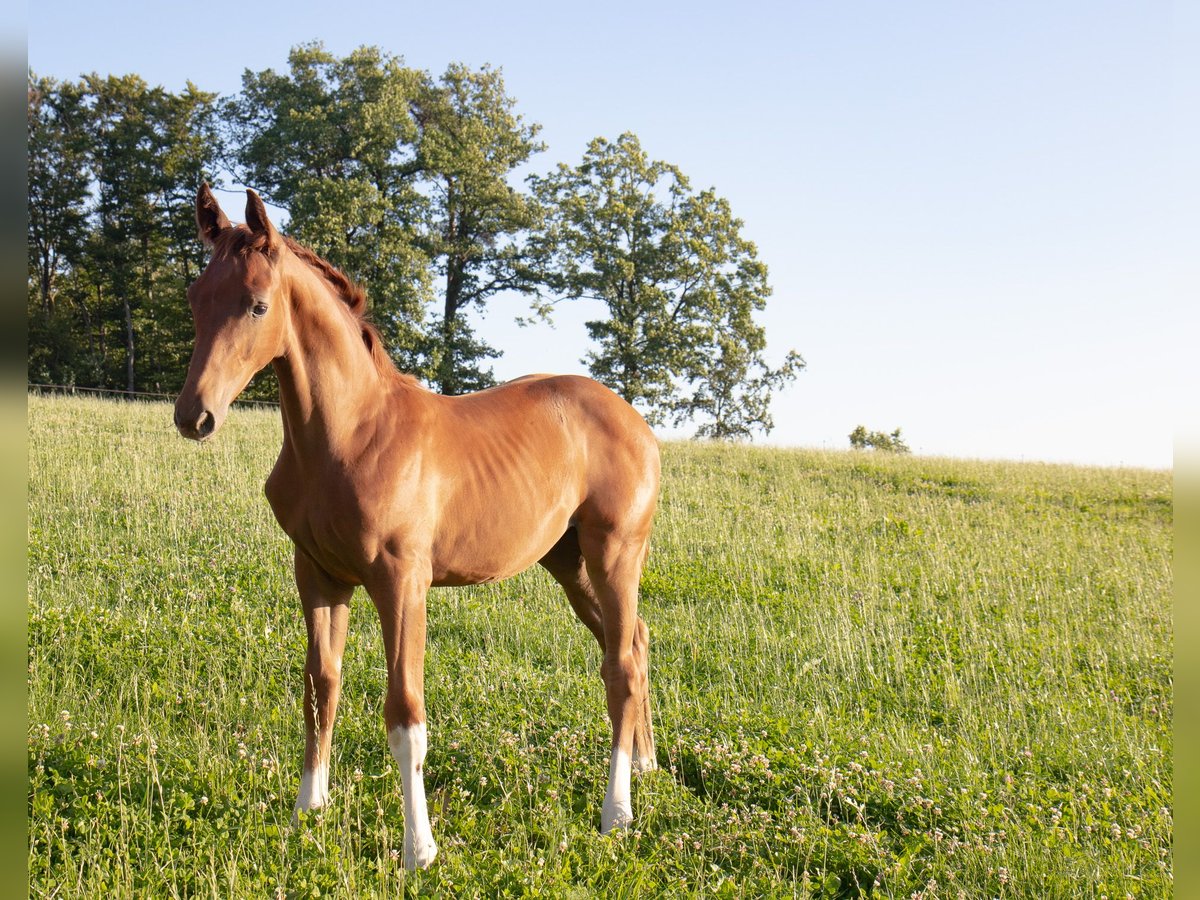 Hanovrien Étalon Poulain (04/2025) 170 cm Alezan brûlé in Lautertal