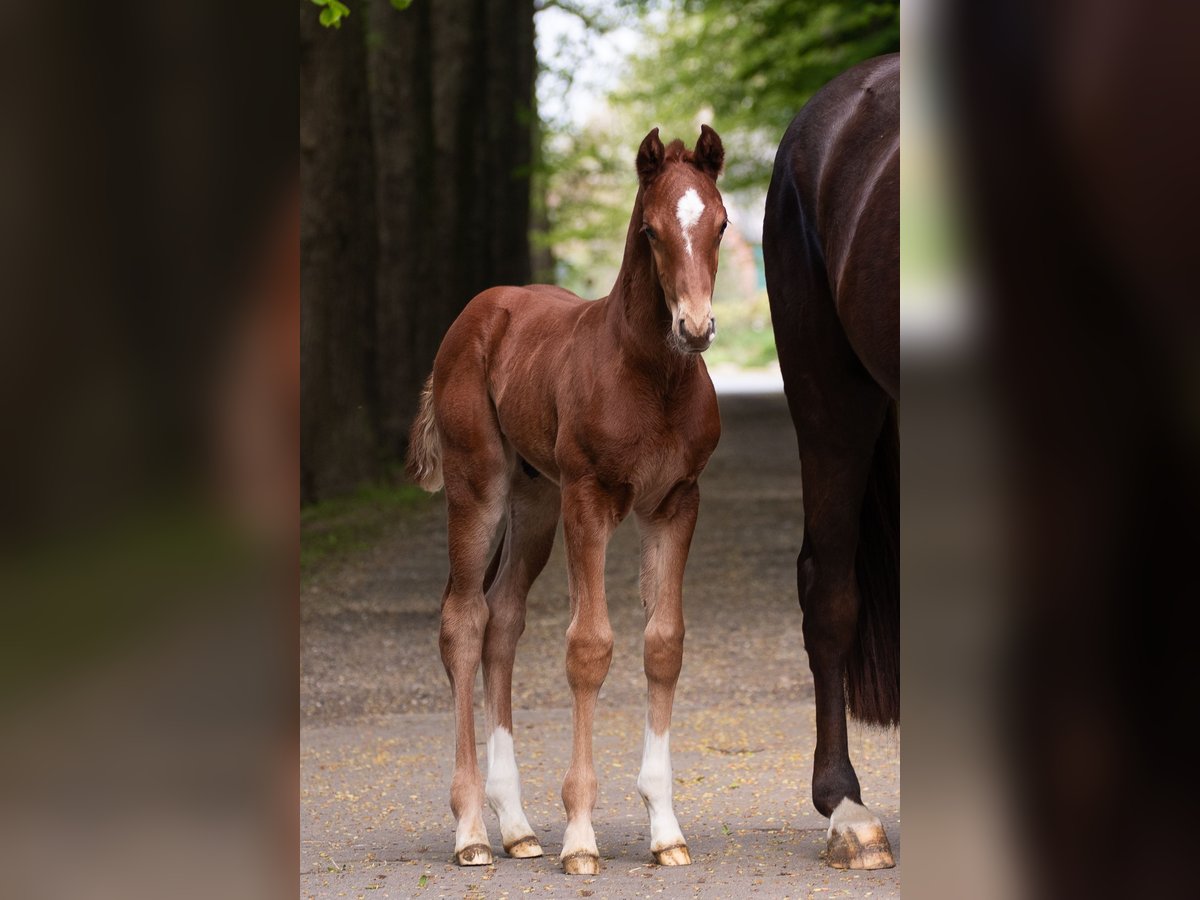 Hanovrien Étalon  170 cm Alezan brûlé in Wurster Nordseeküste