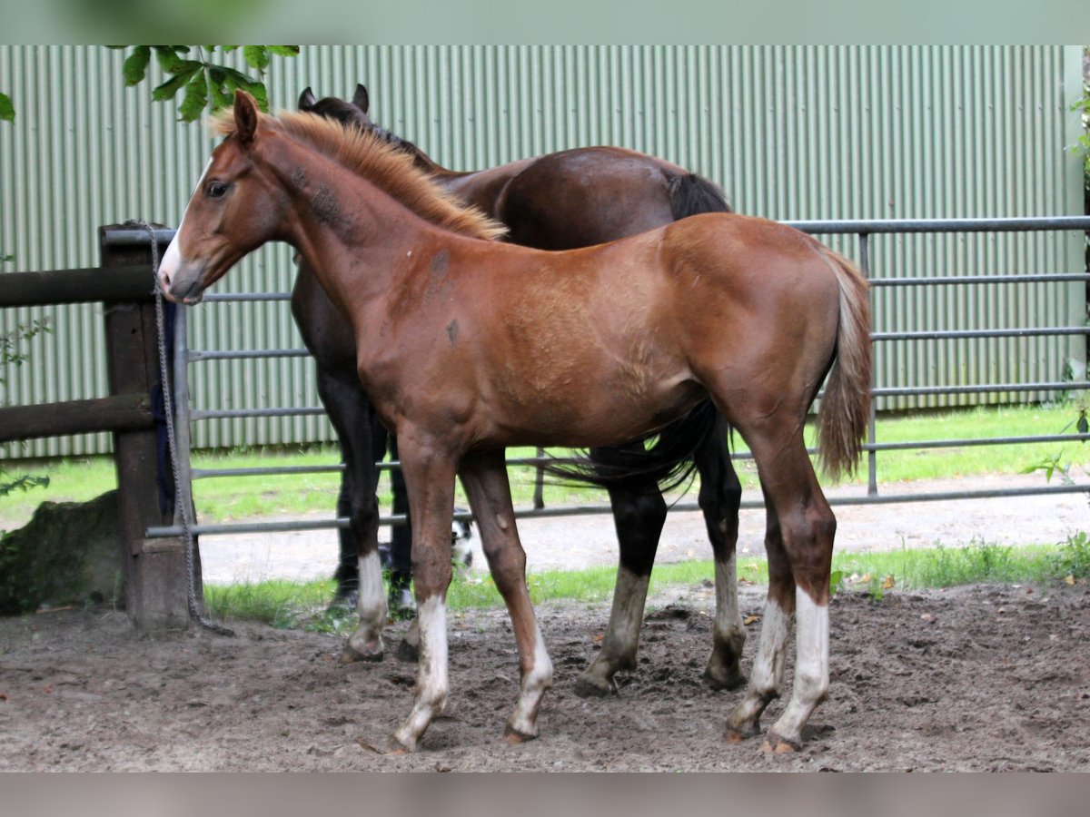 Hanovrien Étalon Poulain (02/2025) 170 cm Alezan in Kutenholz