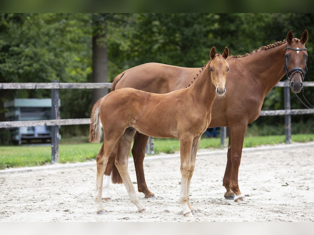 Hanovrien Étalon Poulain (05/2024) 170 cm Alezan in Varel