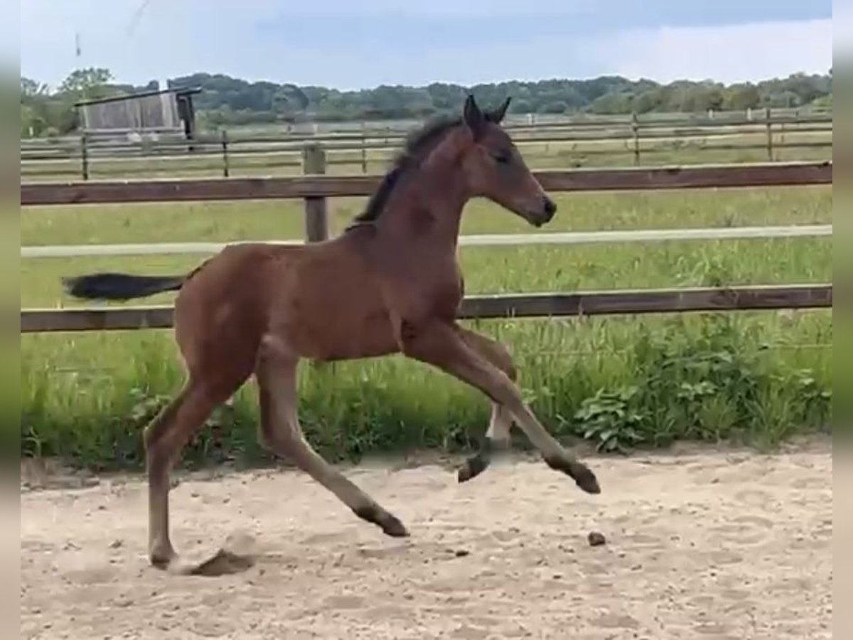 Hanovrien Étalon  170 cm Bai brun in Achim