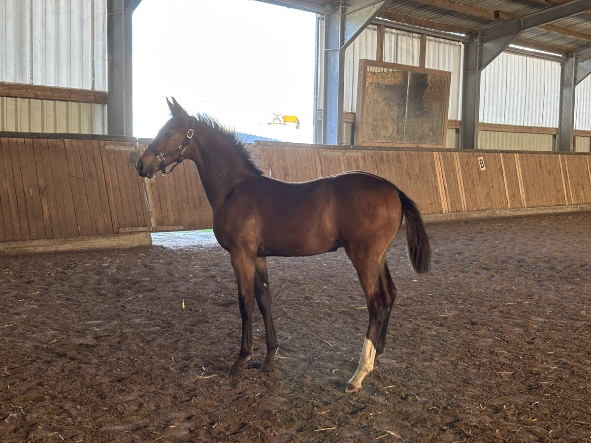 Hanovrien Étalon Poulain (04/2025) 170 cm Bai brun in Nordsehl