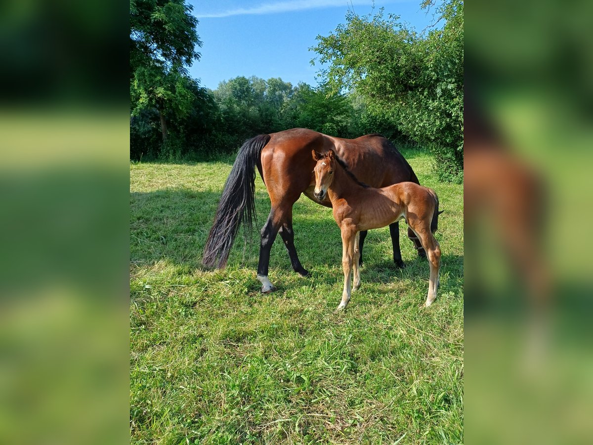 Hanovrien Étalon Poulain (06/2024) 170 cm Bai in Rinteln