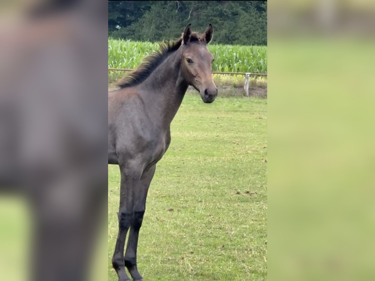 Hanovrien Étalon Poulain (04/2025) 170 cm Gris in Barver