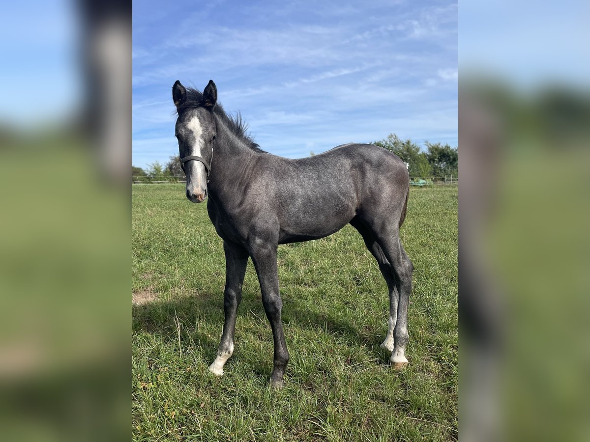 Hanovrien Étalon Poulain (04/2025) 170 cm Gris in Lautertal