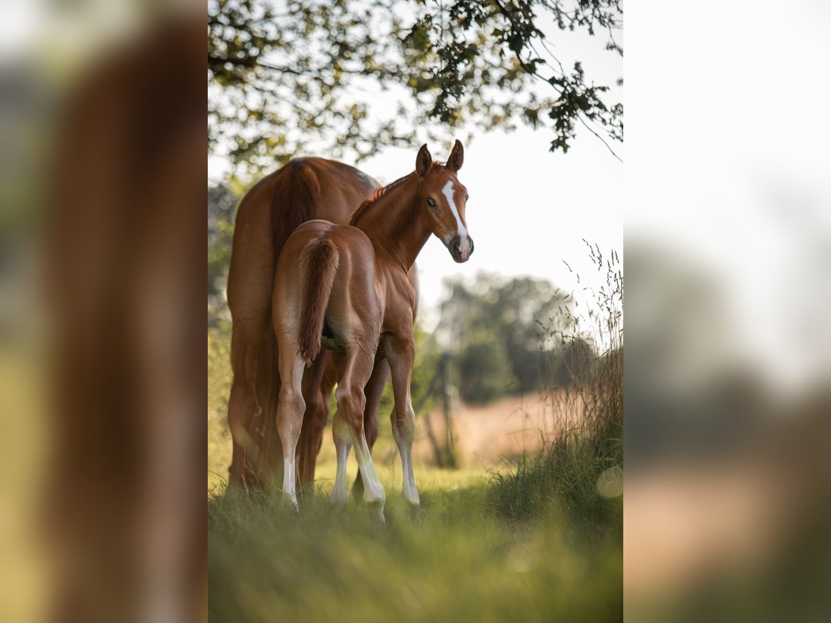 Hanovrien Étalon Poulain (06/2024) 172 cm Alezan in Mülsen