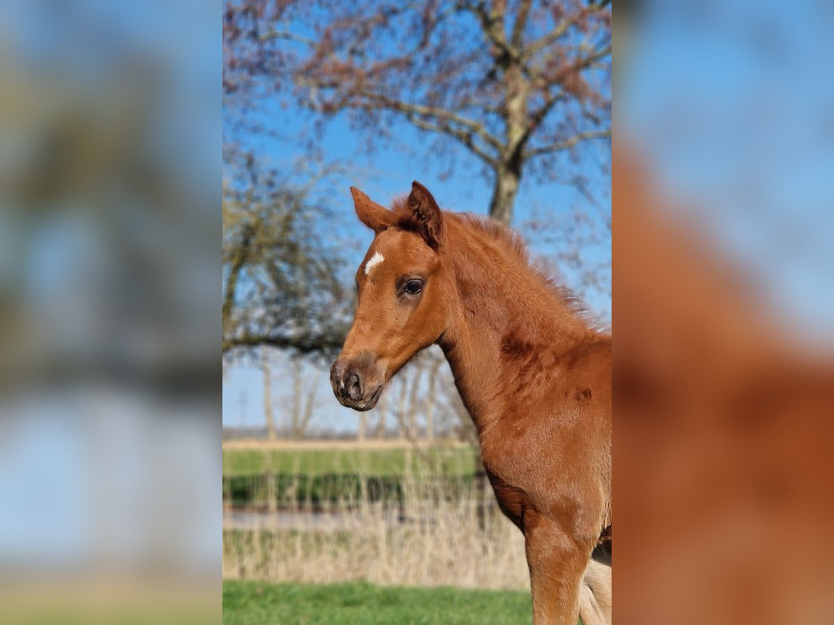 Hanovrien Étalon  Alezan brûlé in Cuxhaven