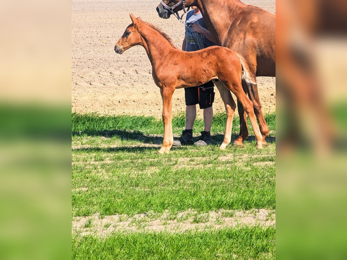 Hanovrien Étalon  Alezan brûlé in Südbrookmerland Victorbur