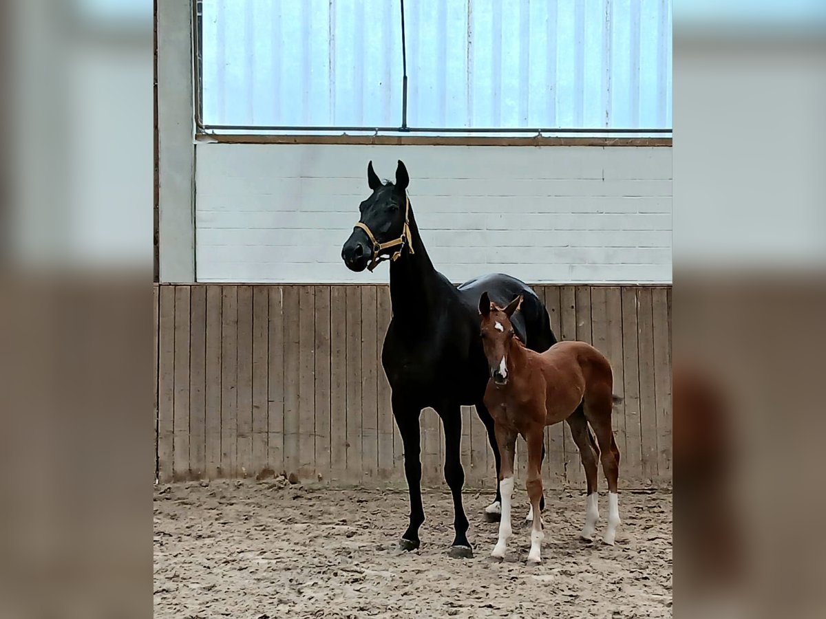 Hanovrien Étalon  Alezan in Barenburg