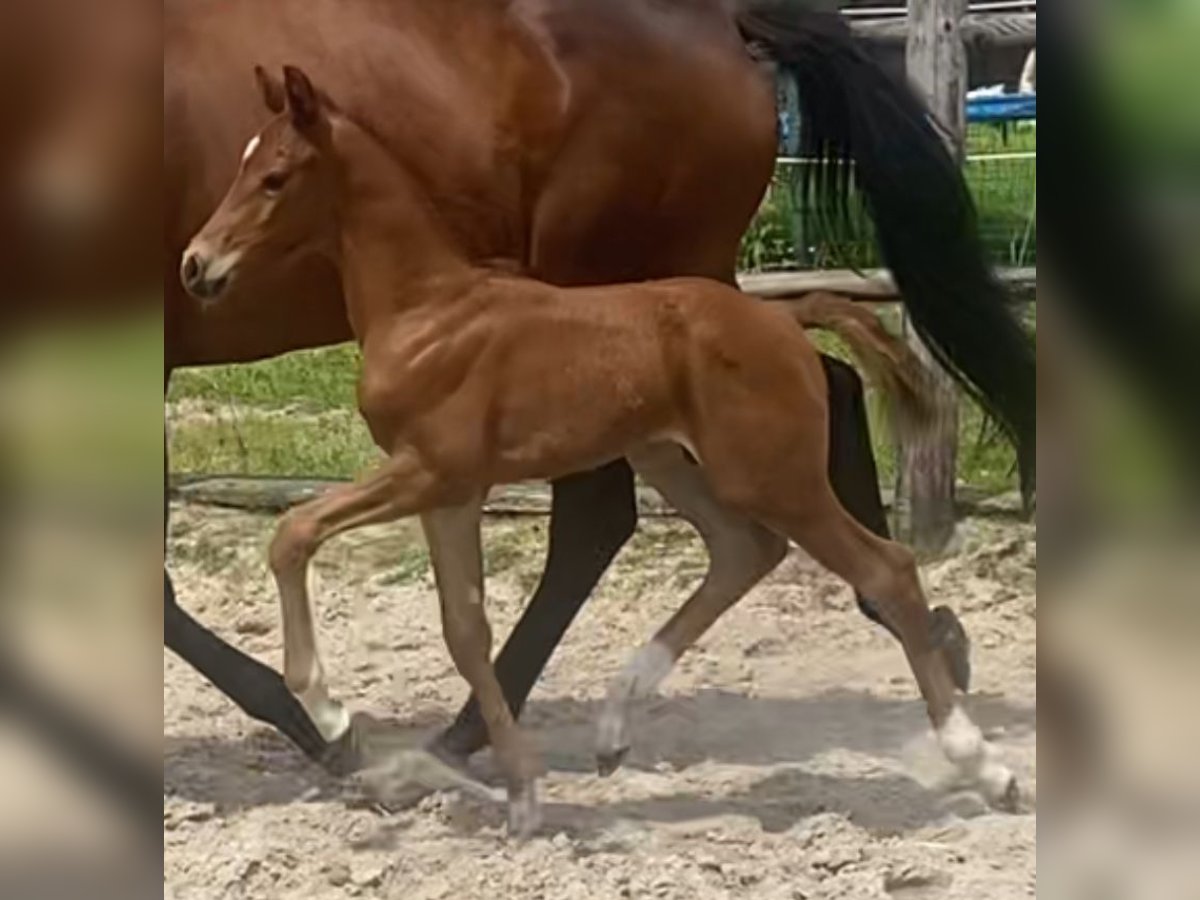 Hanovrien Étalon Poulain (06/2024) Alezan in Freren