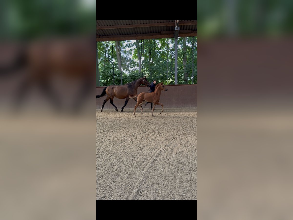 Hanovrien Étalon  Alezan in Haltern am See