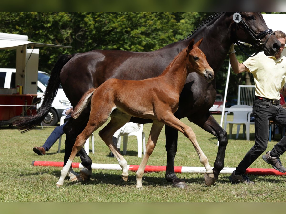 Hanovrien Étalon Poulain (05/2024) Alezan in Aulosen