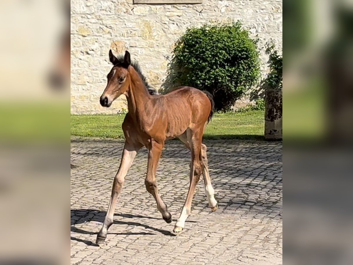 Hanovrien Étalon Poulain (03/2025) Bai brun in Emmerthal