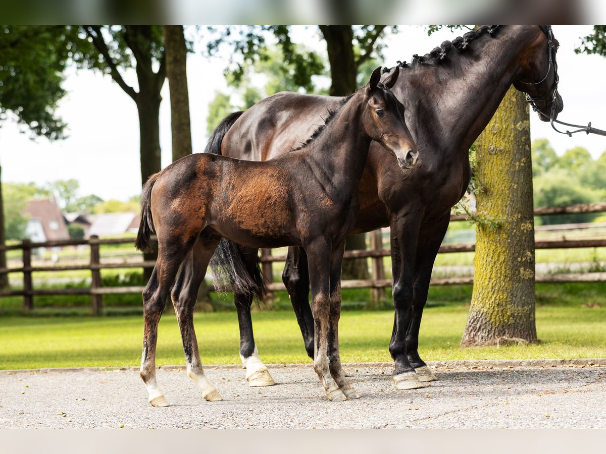 Hanovrien Étalon Poulain (04/2025) Bai in Bocholt