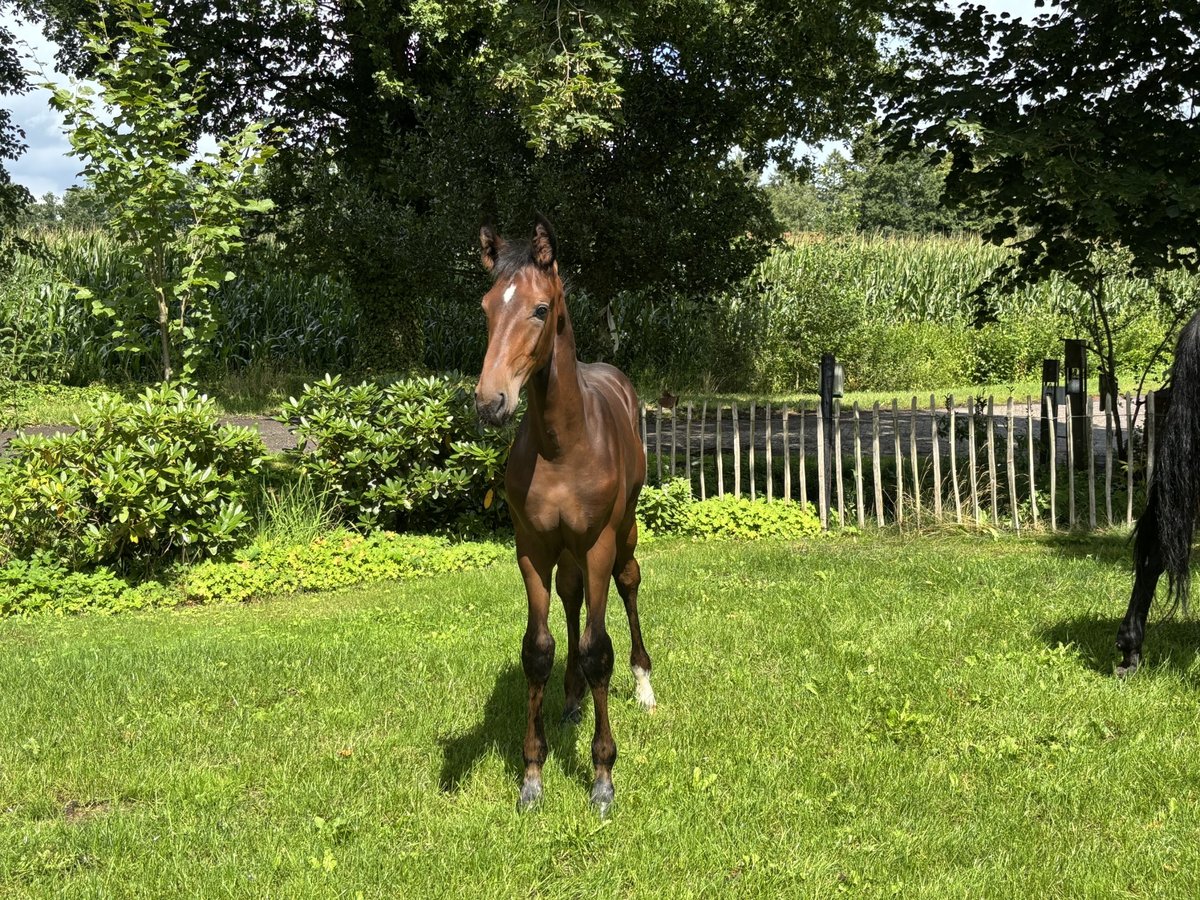 Hanovrien Étalon Poulain (04/2025) Bai in Hoogstede