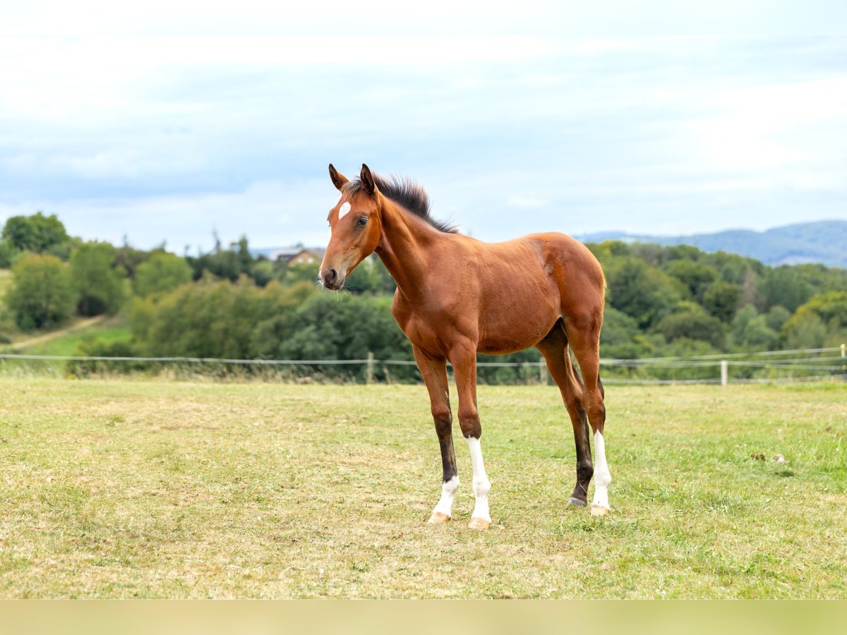 Hanovrien Étalon Poulain (04/2025) Bai in Windeck