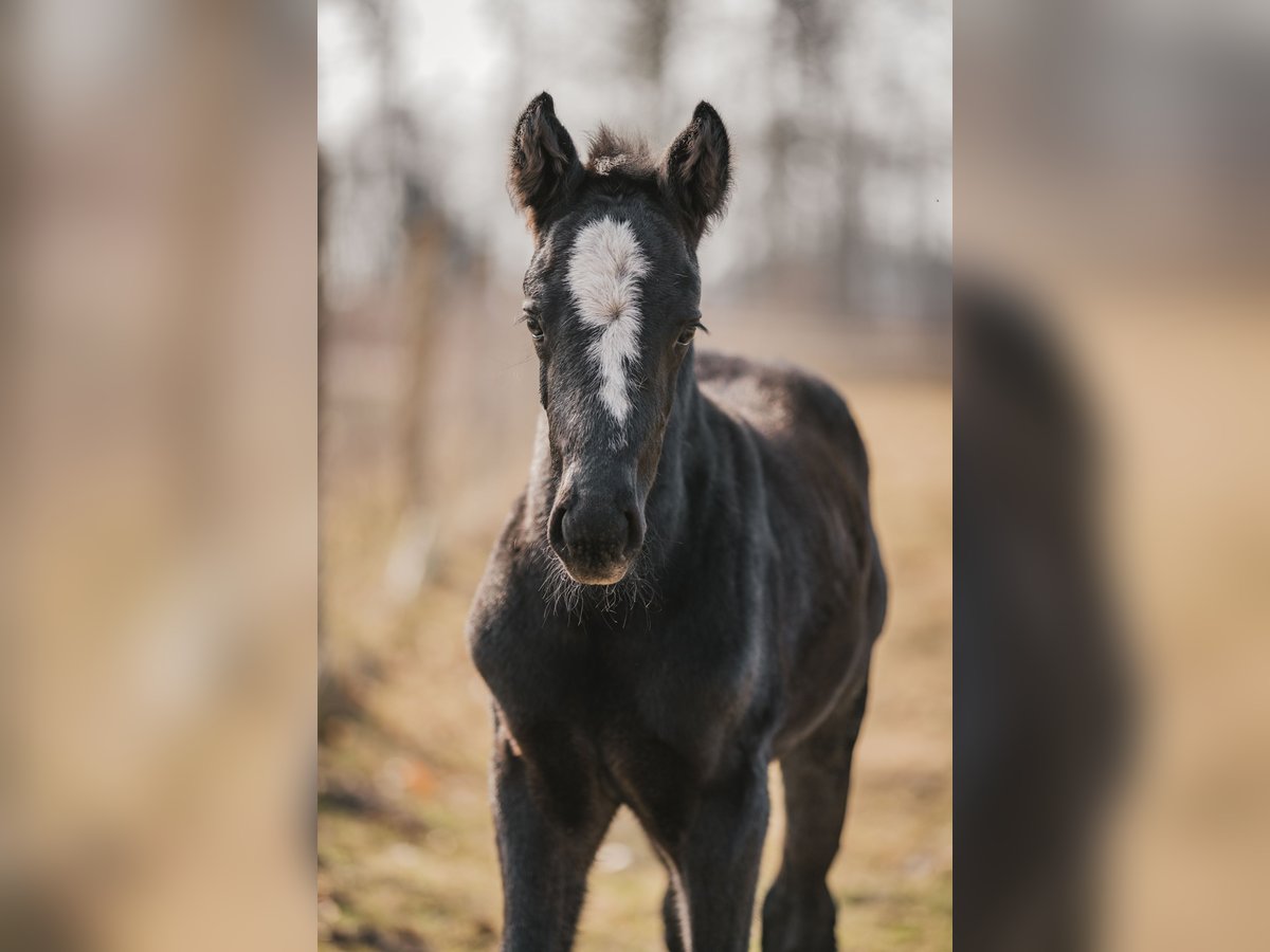 Hanovrien Étalon  Gris in Oerel