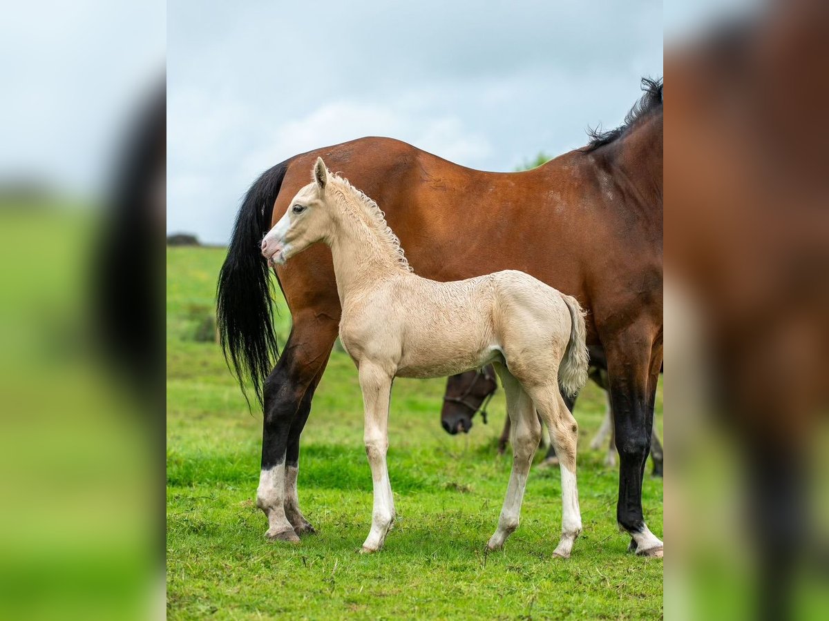 Hanovrien Croisé Étalon Poulain (06/2024) Palomino in Derbyshire