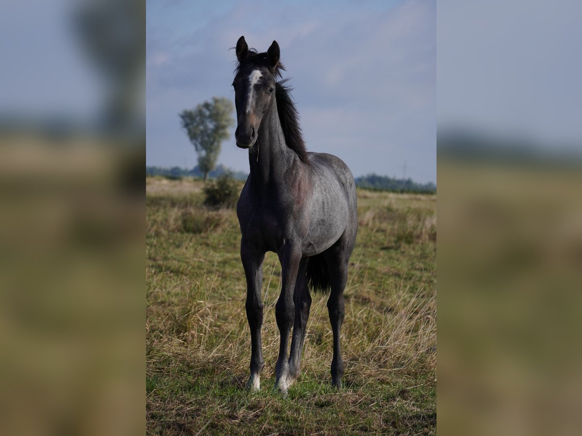 Hanovrien Étalon Poulain (02/2025) Peut devenir gris in Bramstedt