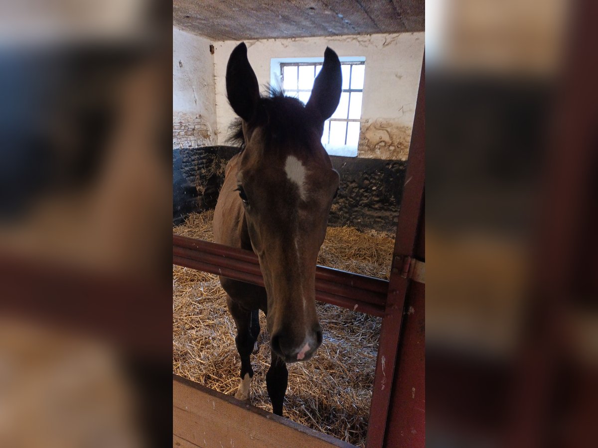 Hanovrien Étalon Poulain (03/2024) Peut devenir gris in Kranenburg