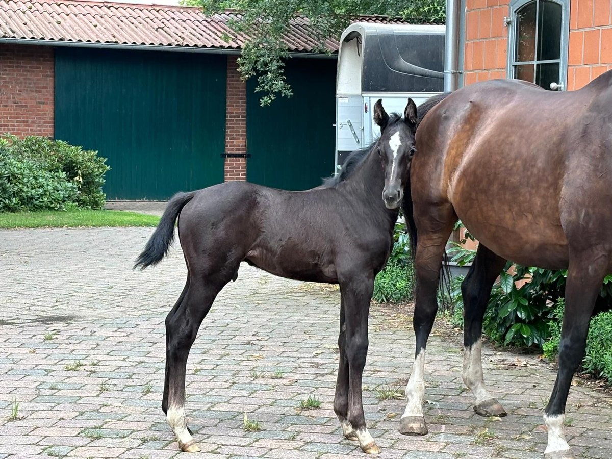 Hanovrien Étalon Poulain (06/2024) Peut devenir gris in Garbsen