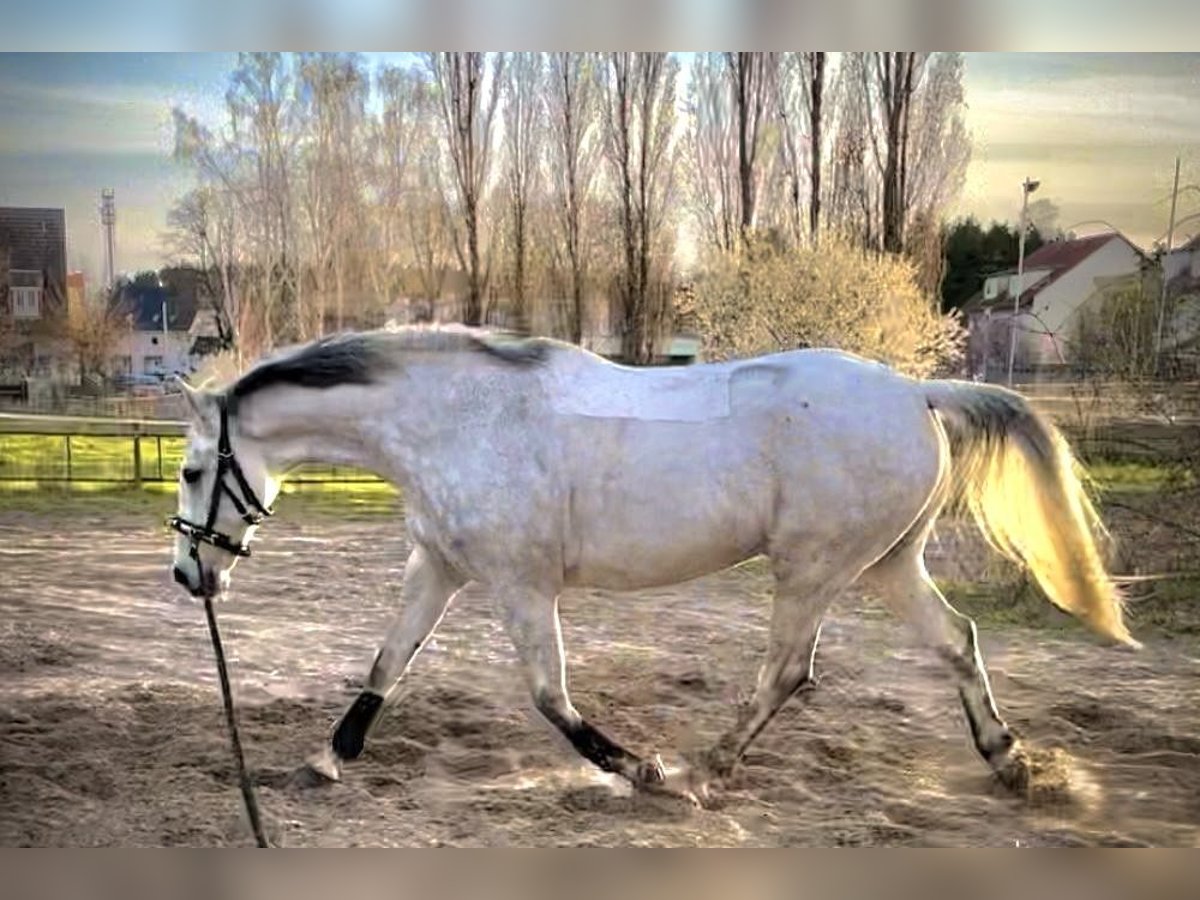 Hanovrien Hongre 10 Ans 165 cm Gris pommelé in Dallgow-D&#xF6;beritzDallgow-D&#xF6;beritz