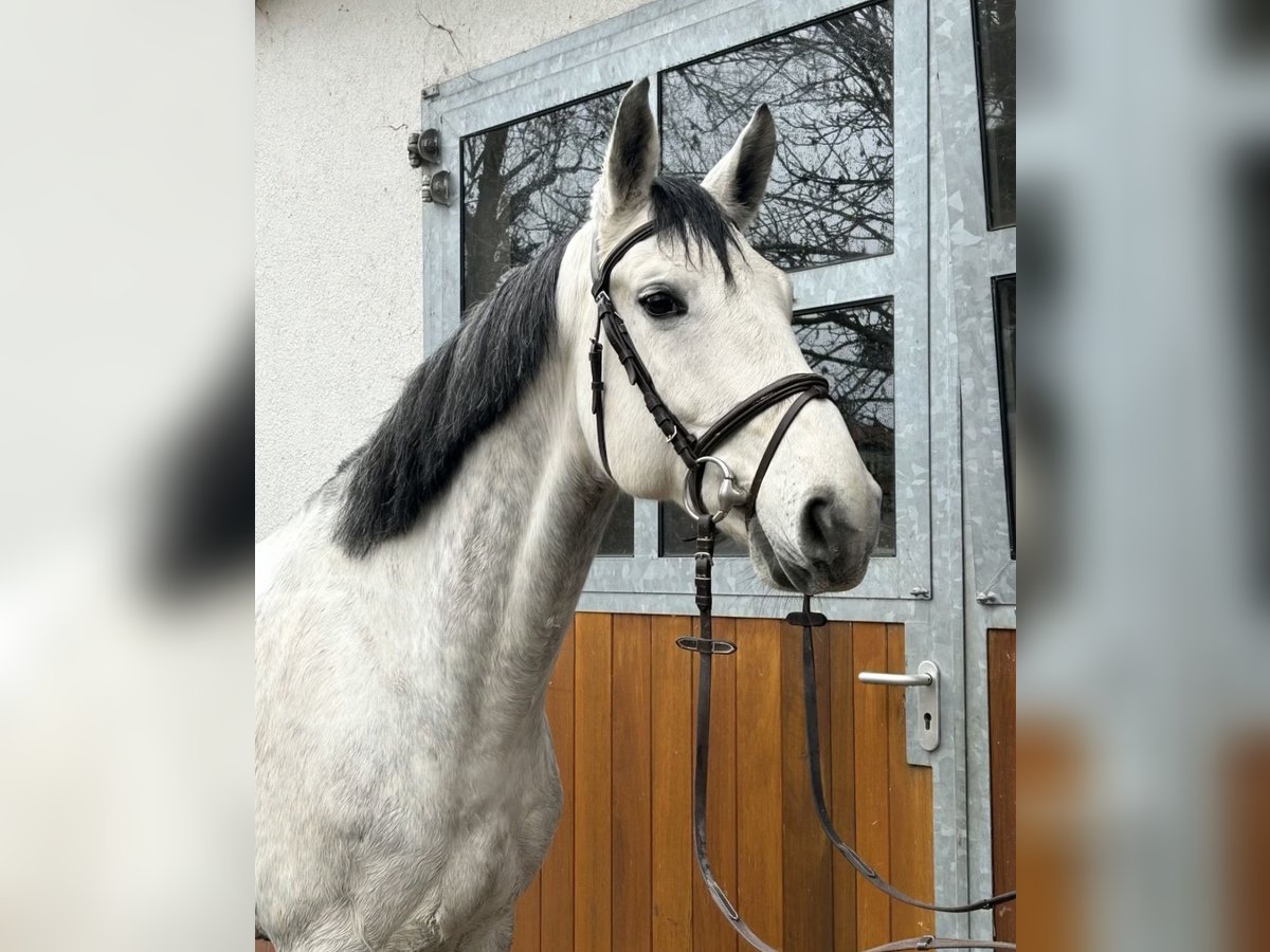 Hanovrien Hongre 10 Ans 166 cm Gris in Dingelst&#xE4;dt