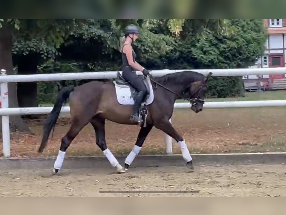 Hanovrien Hongre 10 Ans 167 cm Bai brun in Hamm