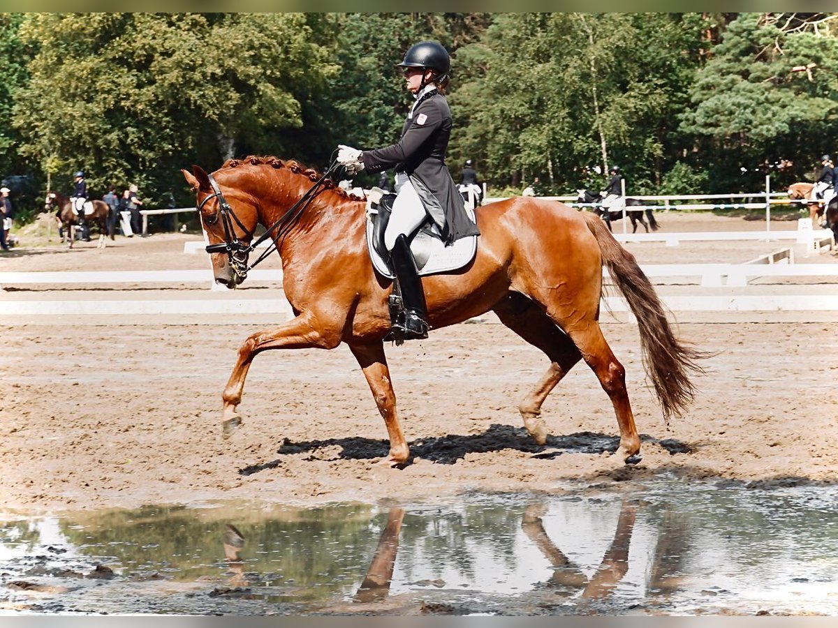 Hanovrien Hongre 10 Ans 169 cm Alezan in Schwanewede