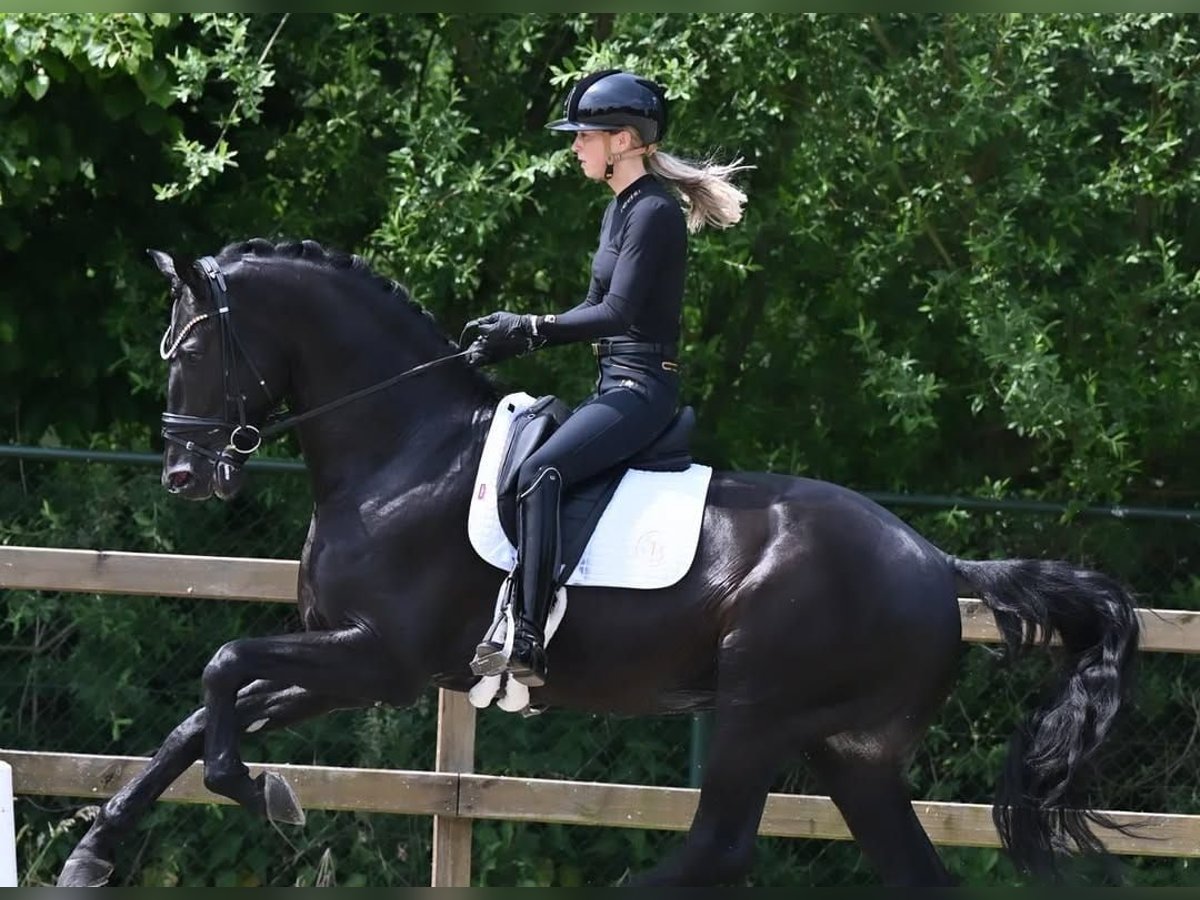 Hanovrien Hongre 10 Ans 171 cm Noir in Hamburg Sankt Georg