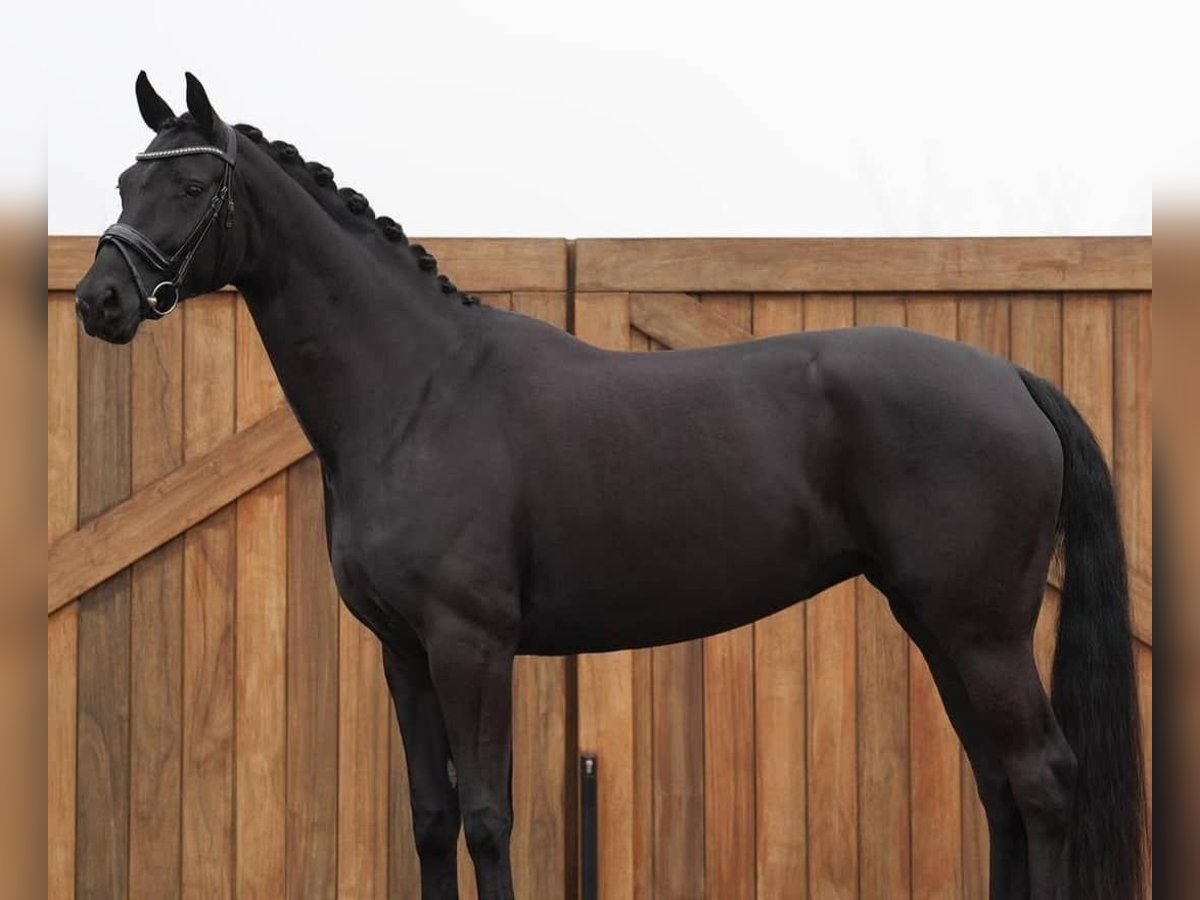 Hanovrien Hongre 10 Ans 171 cm Noir in St. Gallen