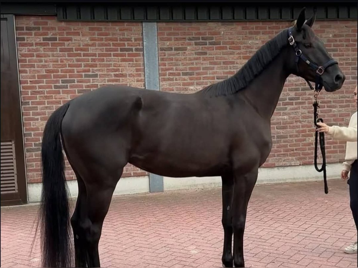 Hanovrien Hongre 10 Ans 171 cm Noir in Augsburg