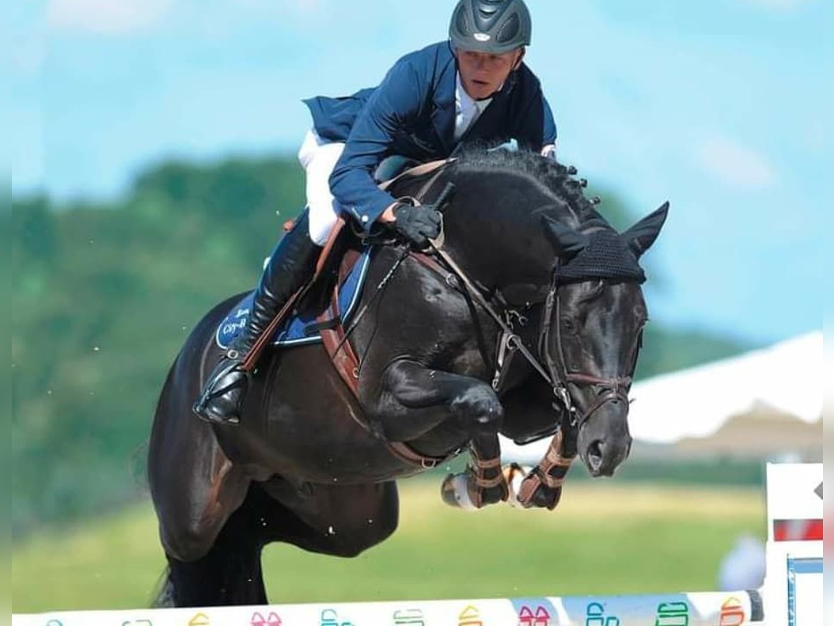 Hanovrien Hongre 10 Ans 172 cm Noir in Almere
