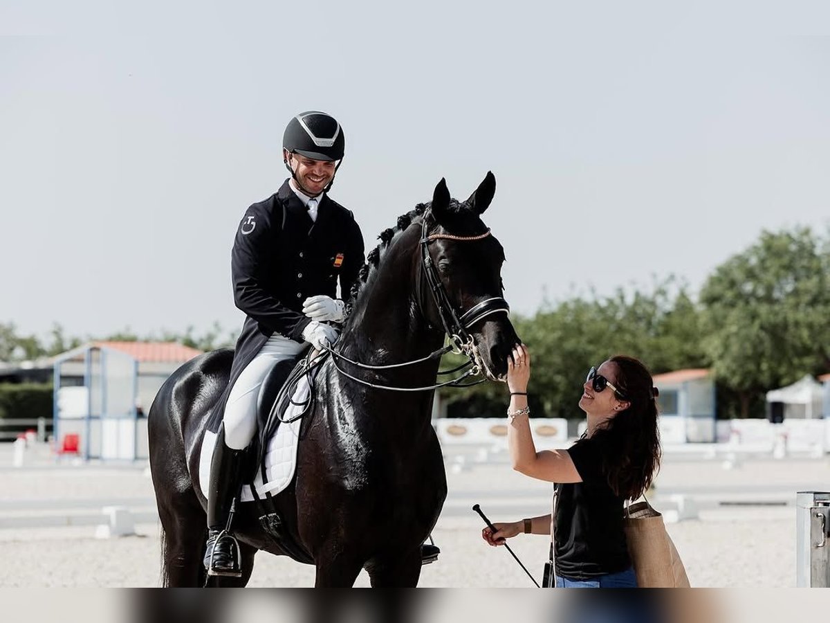 Hanovrien Hongre 10 Ans 172 cm Noir in Dortmund