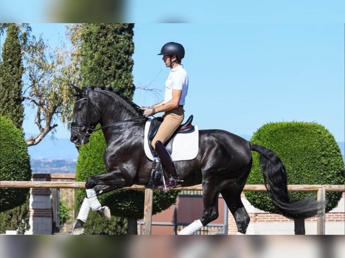 Hanovrien Hongre 10 Ans 172 cm Noir in Dietikon