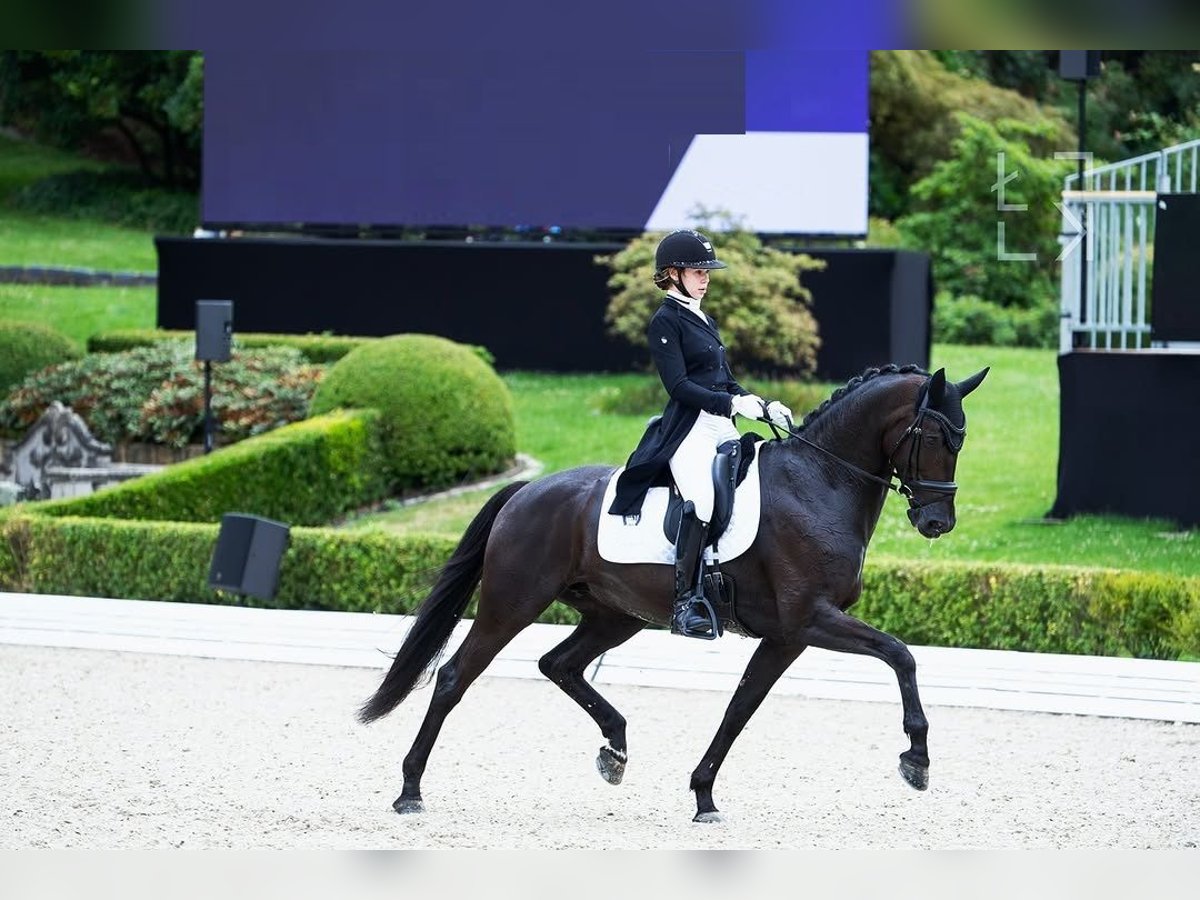 Hanovrien Hongre 10 Ans in Z&#xFC;rich