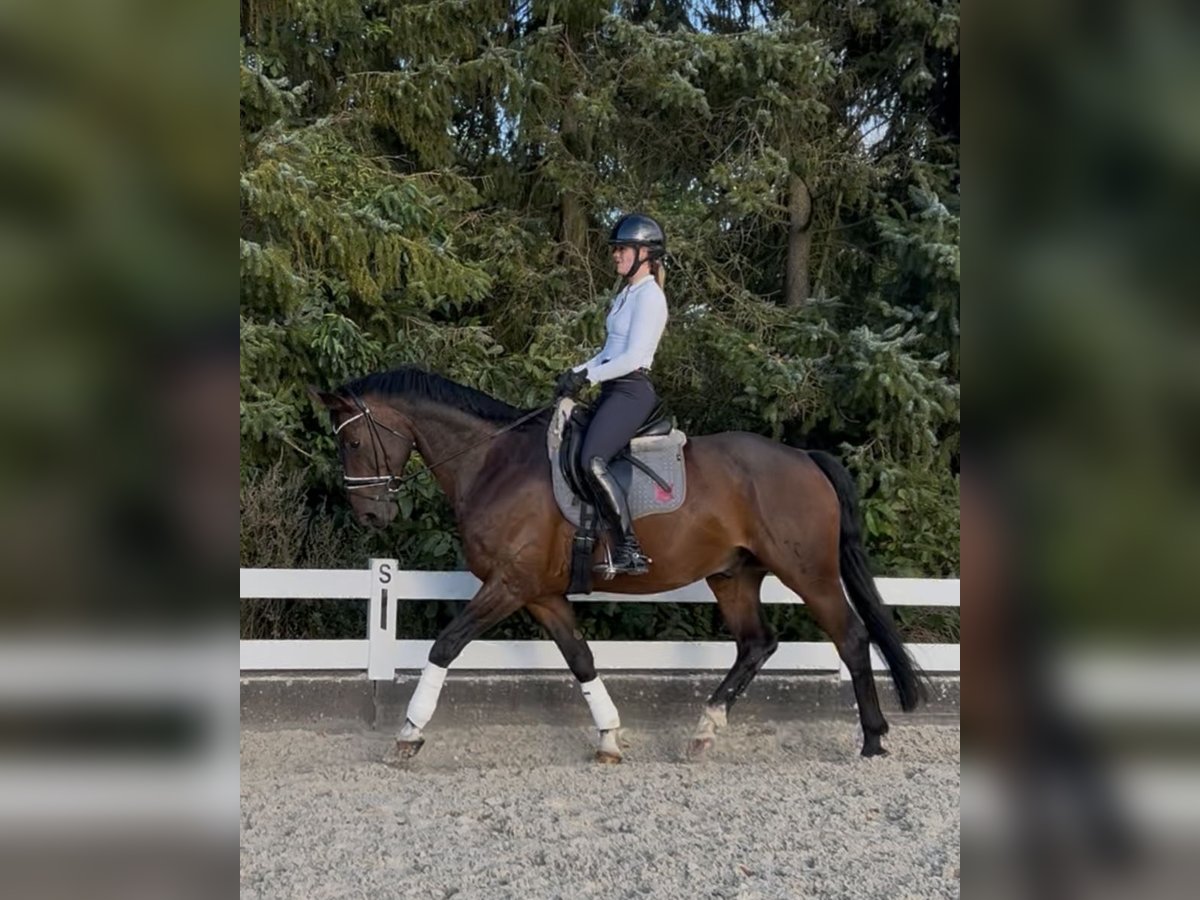 Hanovrien Hongre 11 Ans 167 cm Bai brun in Henstedt-Ulzburg Hanovrien Hongre 11 Ans 167 cm Bai brun in Henstedt-Ulzburg