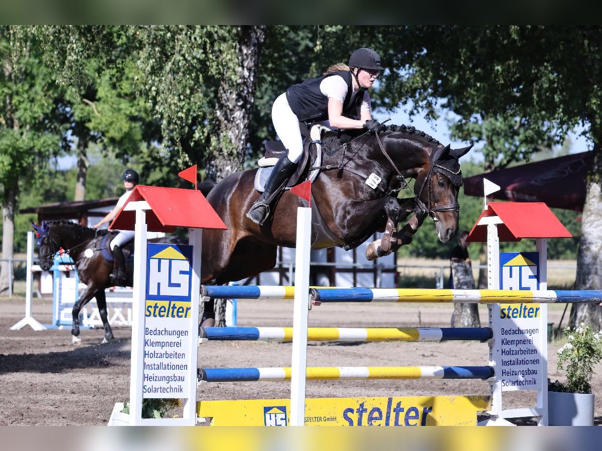 Hanovrien Hongre 11 Ans 173 cm Bai brun in Hittbergen
