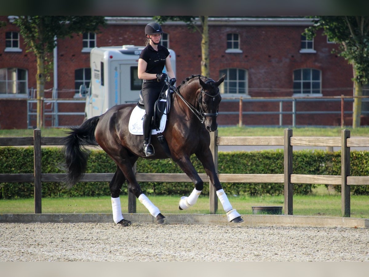 Hanovrien Hongre 11 Ans 183 cm Noir in Tornesch