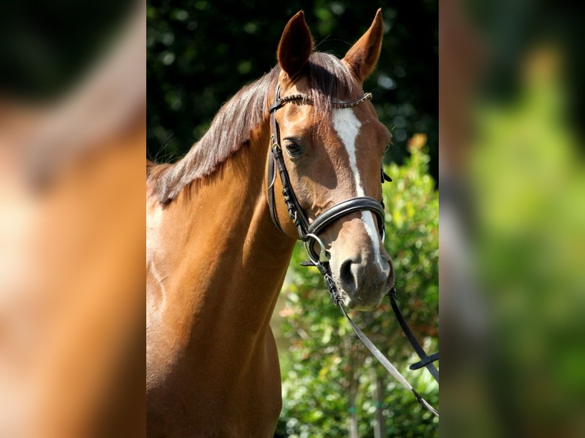 Hanovrien Hongre 12 Ans 164 cm Alezan brûlé in Nienburg (Weser)