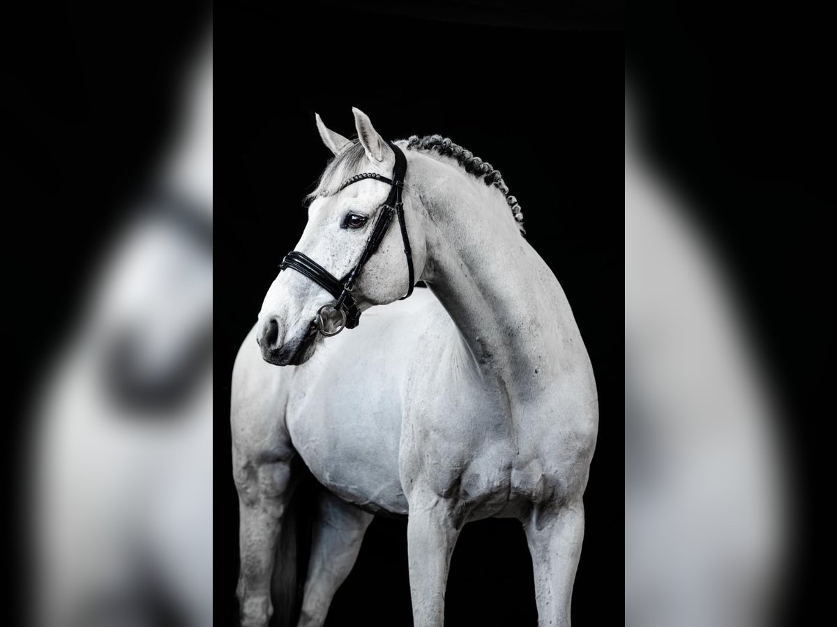 Hanovrien Hongre 13 Ans 166 cm Blanc in Wietstock- Ludwigsfelde