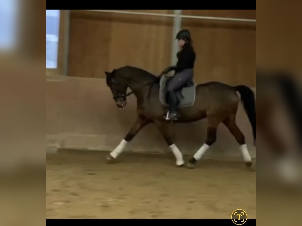 Hanovrien Hongre 13 Ans 168 cm Bai in Dinslaken