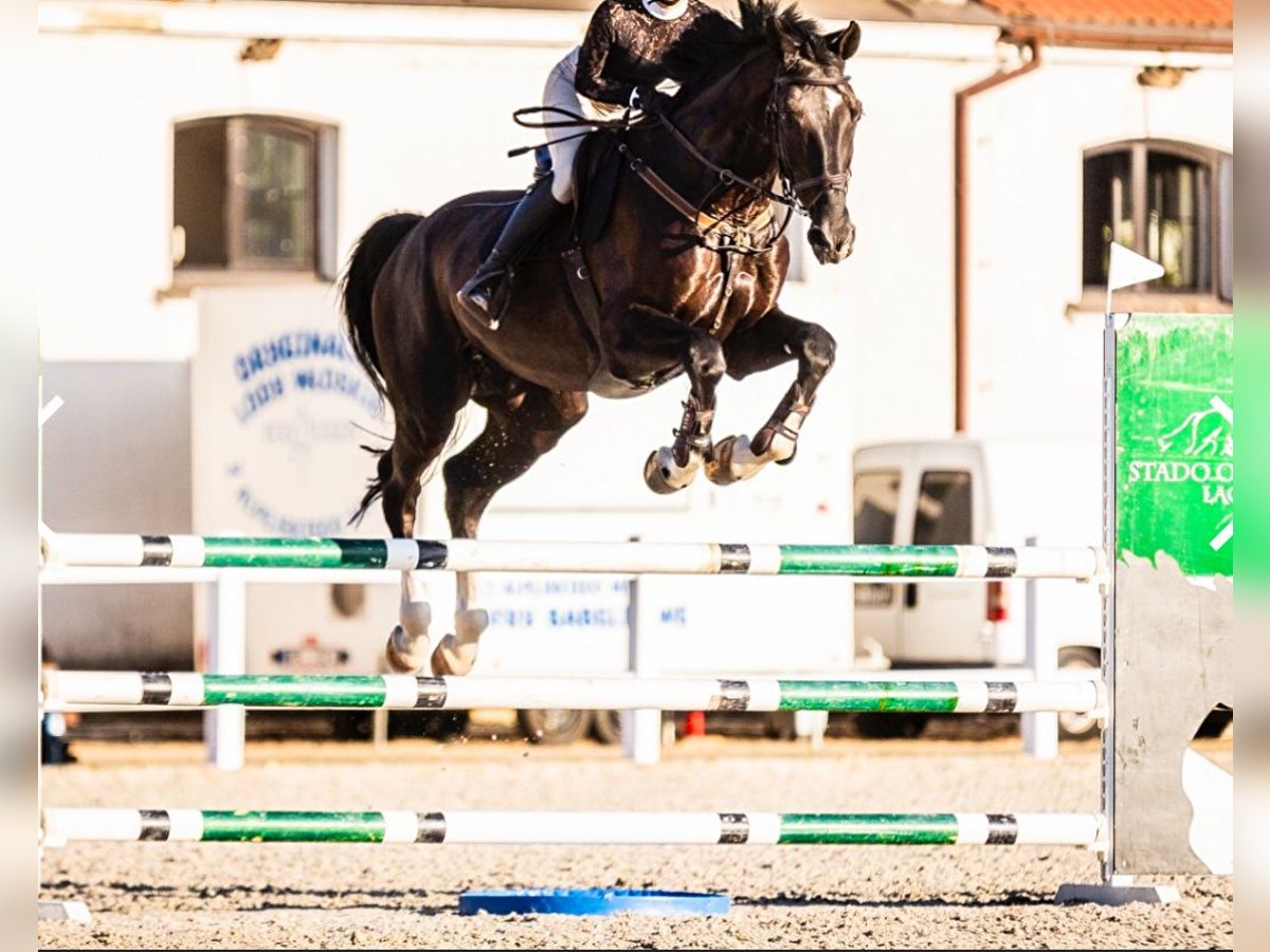 Hanovrien Hongre 13 Ans 172 cm Noir in Grodzisk Mazowiecki