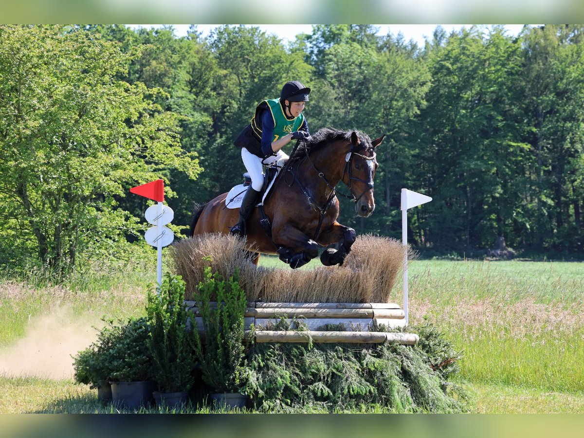 Hanovrien Hongre 13 Ans 175 cm Bai brun in G&#xF6;denstorf