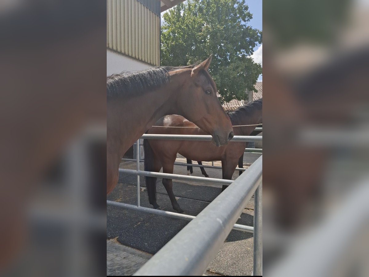 Hanovrien Hongre 13 Ans 184 cm Bai brun in Grafenrheinfeld