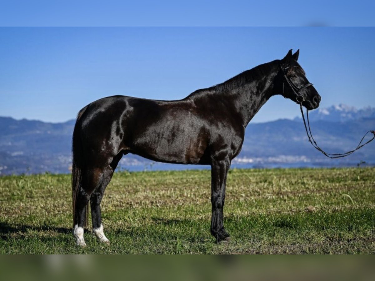 Hanovrien Hongre 14 Ans 165 cm Bai brun foncé in Au
