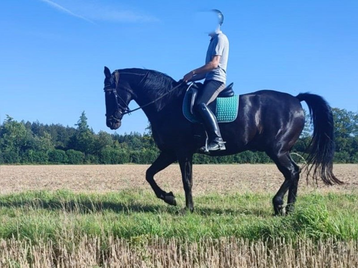 Hanovrien Hongre 14 Ans 165 cm Bai brun foncé in Oberhaching