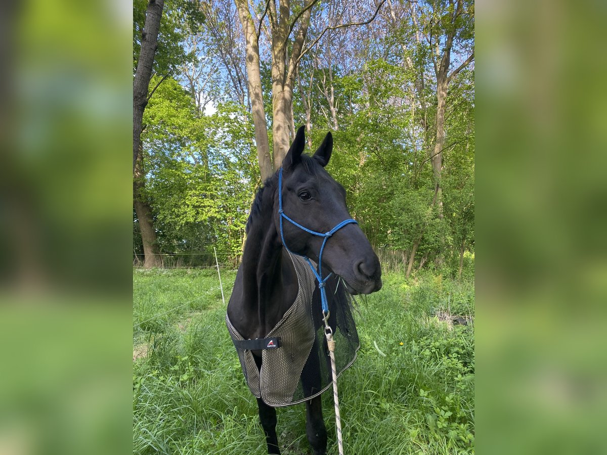 Hanovrien Hongre 14 Ans 166 cm Noir in WunstorfWunstorf