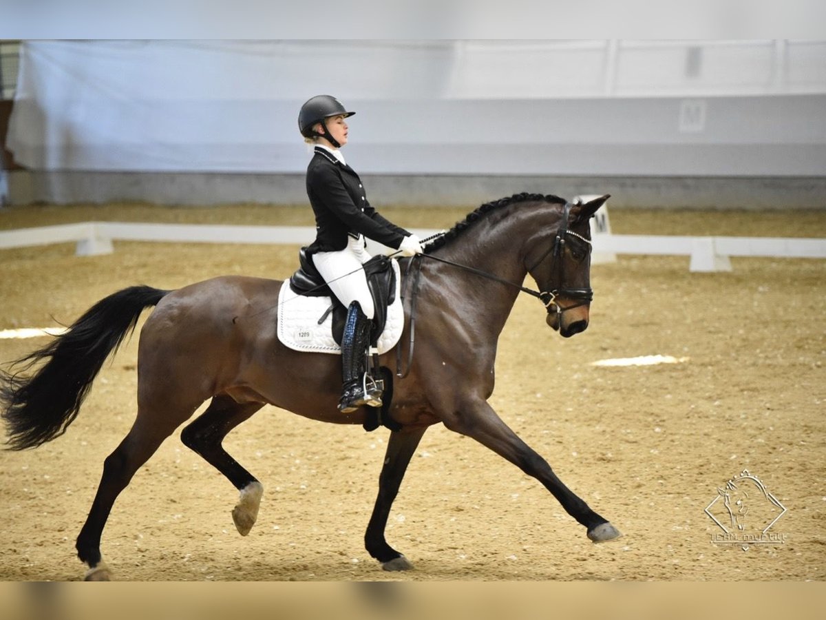 Hanovrien Hongre 14 Ans 168 cm Bai in Leithaprodersdorf